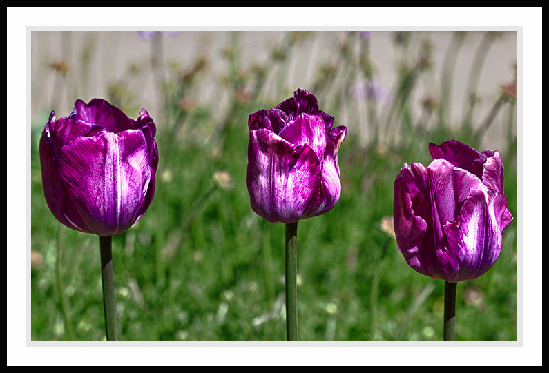 Three purple tulips growing straight.